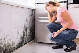 Best Environmental Consulting for Mold Prevention  in Hamshire, TX